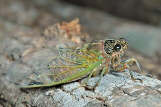 追忆亲情初三作文1500字_追忆亲人的作文600字