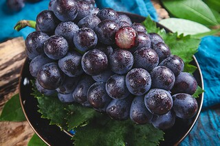 《狼种》读后感800字（《狼种》读后感800字怎么写）