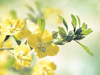 五年级下册《分数除法一》教学设计_五年级下册分数除法一教案