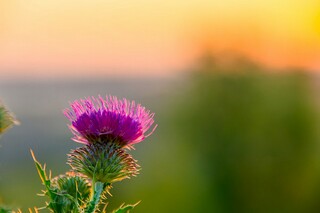 春天唯美说说句子_春天简短说说