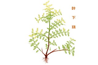 欧阳修诗作《画眉鸟》的阅读答案（欧阳修诗作《画眉鸟》的阅读答案解析）