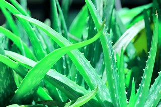 忘寝废食的成语解析_忘寝废食的成语解析是什么