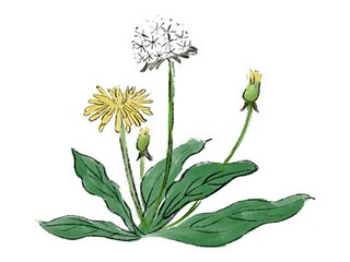 妈妈说谎了作文_妈妈说谎话