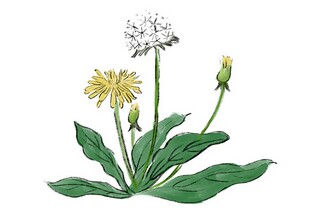 《诗经·小雅·采薇》阅读答案及赏析_采薇诗经小雅解释