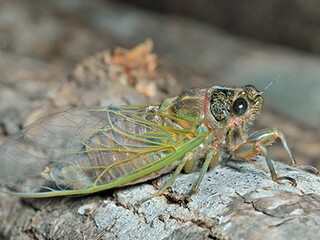 简短的花朵优美句子