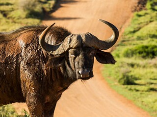 小蝌蚪找妈妈教学设计（二年级上册小蝌蚪找妈妈教案）