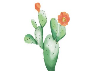 《珍珠鸟》公开课优秀教案_珍珠鸟一等奖课堂教学实录