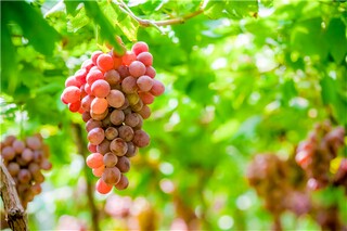 我的老师作文参考（我的老师优秀作文选）