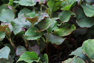 赞扬母爱的八年级作文（赞扬母爱的八年级作文600字）