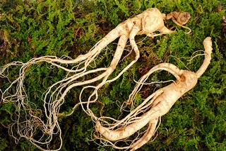 《木瓜树的选择》阅读答案_木瓜树的选择阅读理解及答案