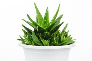 形容坚强的句子（形容坚强的句子唯美）