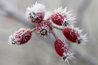 白居易清明的古诗（白居易的清明夜古诗）